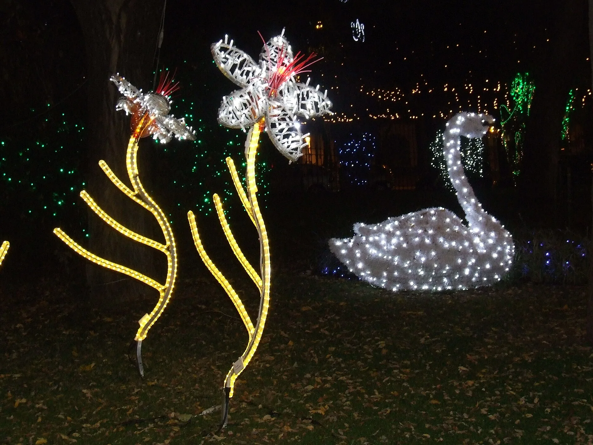Installazioni di Luci d’Artista a Salerno: fiori e un cigno di luce