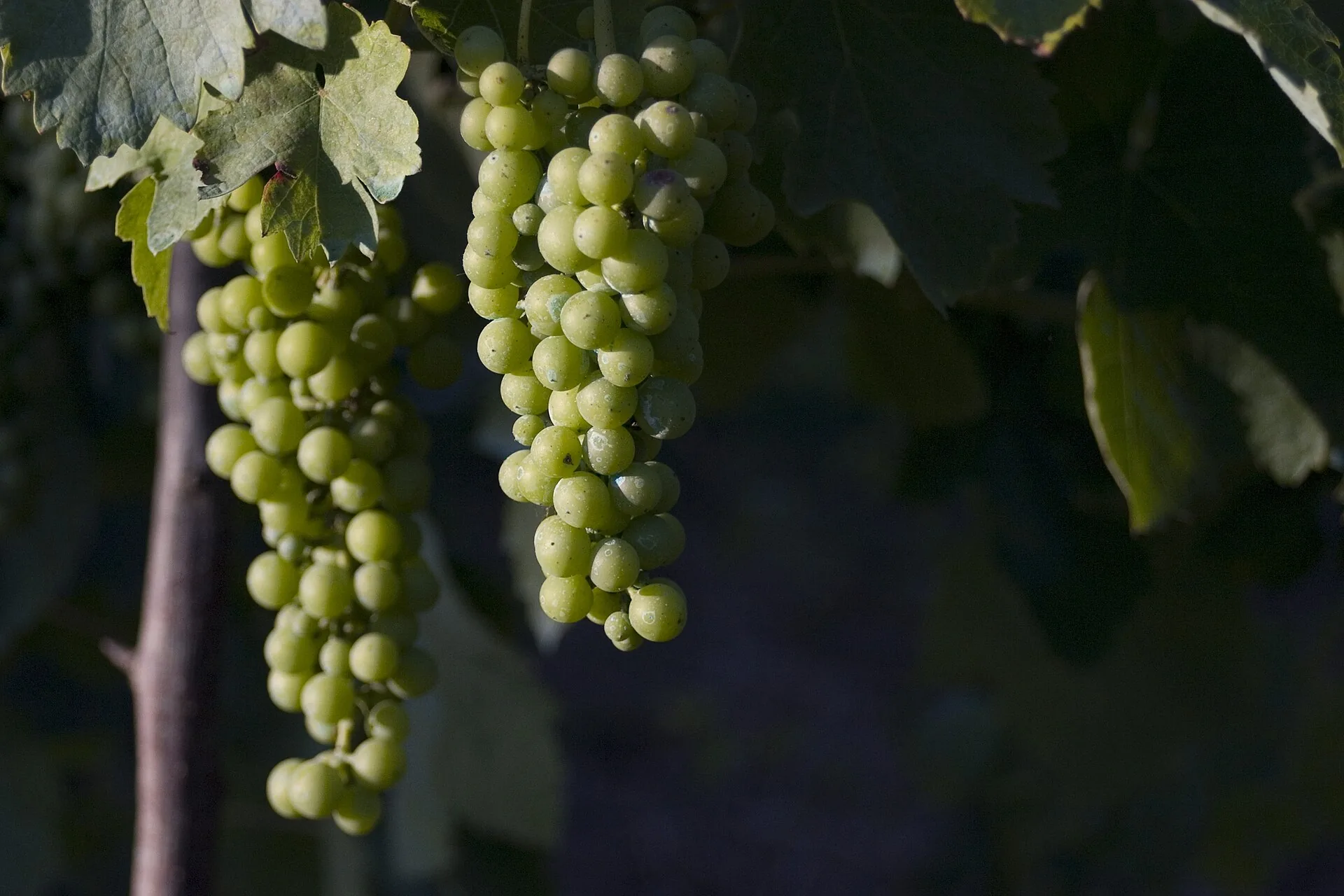 Grappoli di Fiano ancora acerbi sulla vite